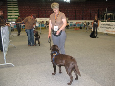 Austrian Retriever bei der Hundeaustellug IMG_7200