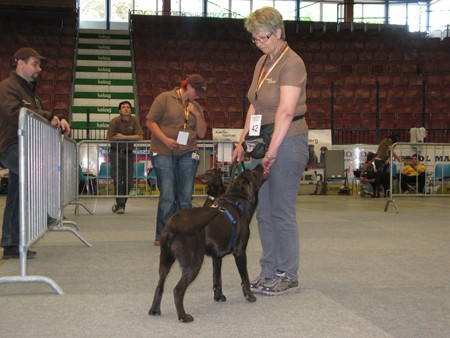 Austrian Retriever bei der Hundeaustellug IMG_7201