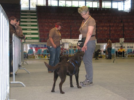 Austrian Retriever bei der Hundeaustellug IMG_7202