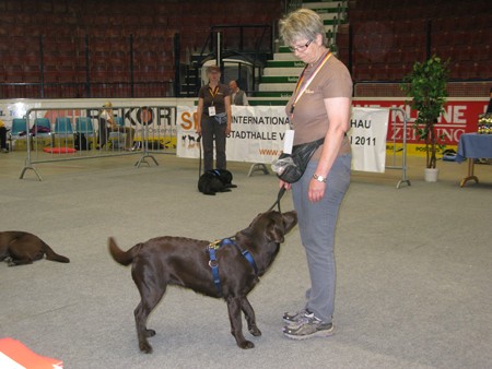 Austrian Retriever bei der Hundeaustellug IMG_7203