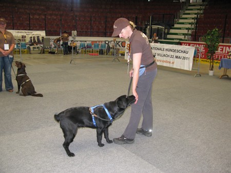 Austrian Retriever bei der Hundeaustellug IMG_7205