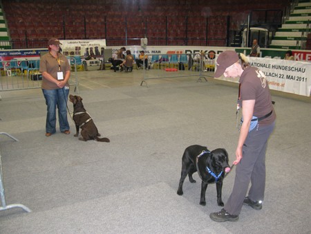 Austrian Retriever bei der Hundeaustellug IMG_7206