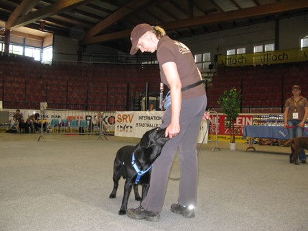 Austrian Retriever bei der Hundeaustellug IMG_7208