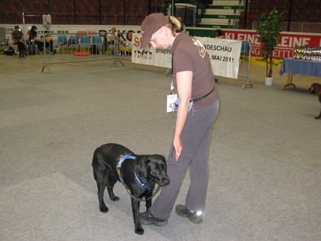 Austrian Retriever bei der Hundeaustellug IMG_7211