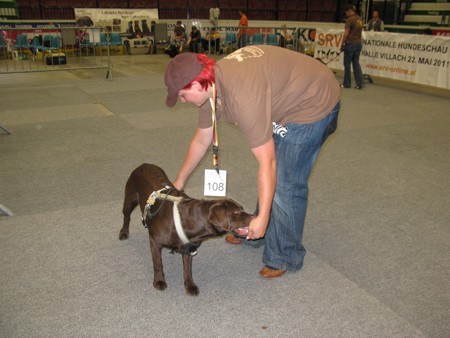 Austrian Retriever bei der Hundeaustellug IMG_7212