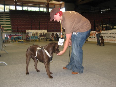 Austrian Retriever bei der Hundeaustellug IMG_7213