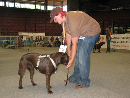 Austrian Retriever bei der Hundeaustellug IMG_7214