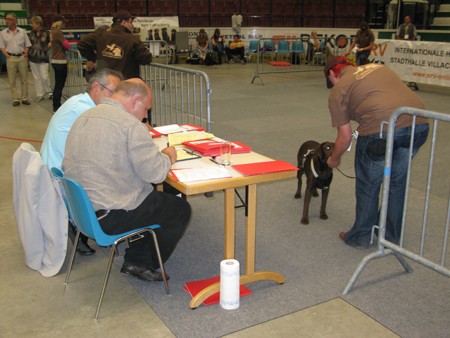 Austrian Retriever bei der Hundeaustellug IMG_7216