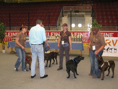 Austrian Retriever bei der Hundeaustellug IMG_7223