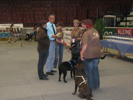 Austrian Retriever bei der Hundeaustellug IMG_7224