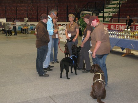 Austrian Retriever bei der Hundeaustellug IMG_7225