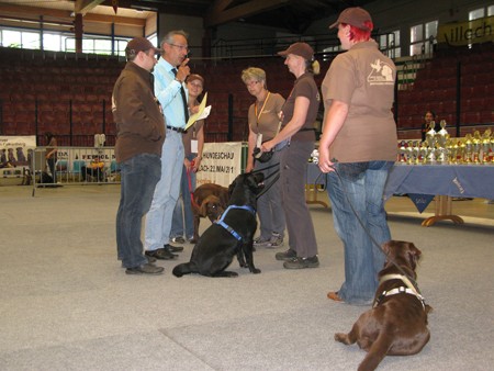 Austrian Retriever bei der Hundeaustellug IMG_7226