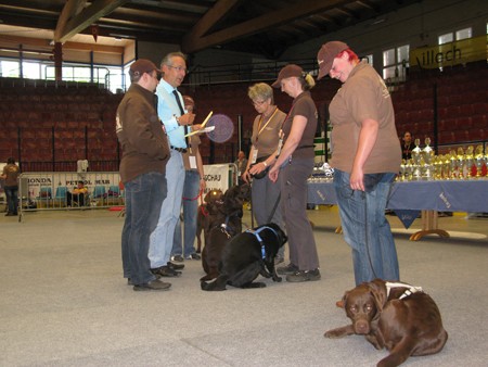 Austrian Retriever bei der Hundeaustellug IMG_7227