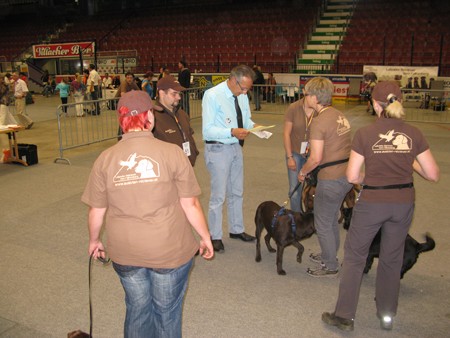 Austrian Retriever bei der Hundeaustellug IMG_7228