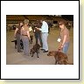 Austrian Retriever bei der Hundeaustellug IMG_7229