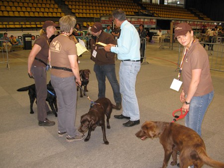 Austrian Retriever bei der Hundeaustellug IMG_7229