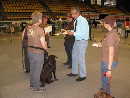 Austrian Retriever bei der Hundeaustellug IMG_7230