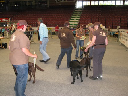 Austrian Retriever bei der Hundeaustellug IMG_7231