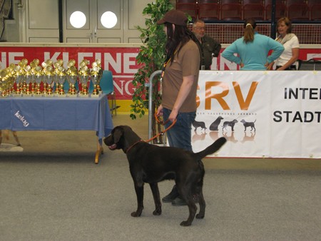 Austrian Retriever bei der Hundeaustellug IMG_7232