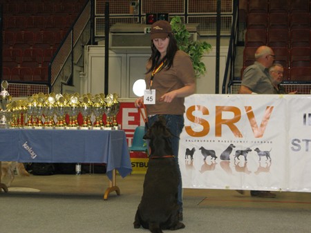 Austrian Retriever bei der Hundeaustellug IMG_7234