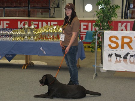 Austrian Retriever bei der Hundeaustellug IMG_7235