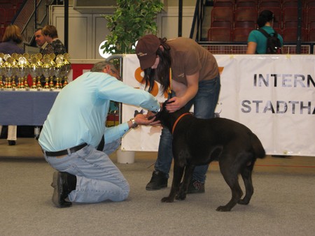 Austrian Retriever bei der Hundeaustellug IMG_7237