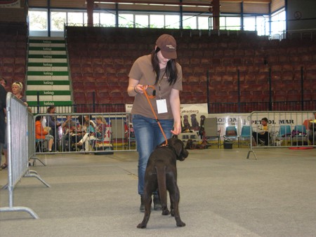 Austrian Retriever bei der Hundeaustellug IMG_7241