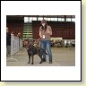 Austrian Retriever bei der Hundeaustellug IMG_7242