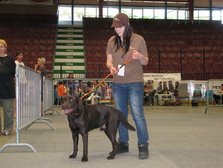 Austrian Retriever bei der Hundeaustellug IMG_7242