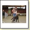 Austrian Retriever bei der Hundeaustellug IMG_7243