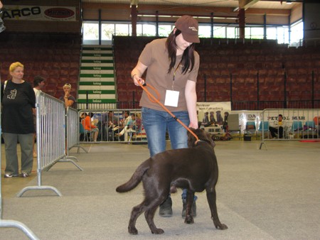 Austrian Retriever bei der Hundeaustellug IMG_7243