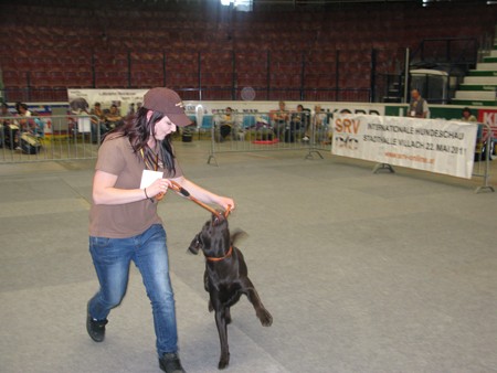 Austrian Retriever bei der Hundeaustellug IMG_7245