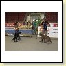 Austrian Retriever bei der Hundeaustellug IMG_7247