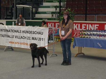 Austrian Retriever bei der Hundeaustellug IMG_7249