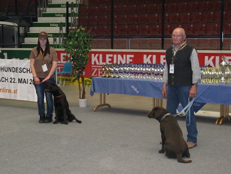 Austrian Retriever bei der Hundeaustellug IMG_7250