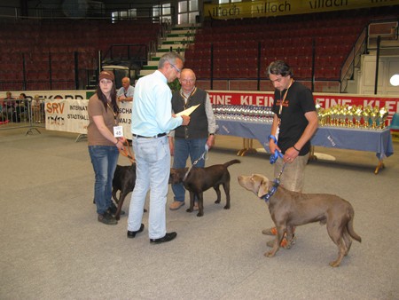 Austrian Retriever bei der Hundeaustellug IMG_7251