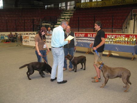 Austrian Retriever bei der Hundeaustellug IMG_7252