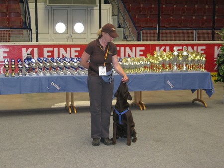 Austrian Retriever bei der Hundeaustellug IMG_7256