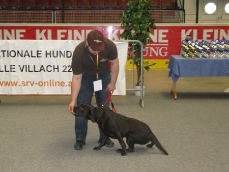 Austrian Retriever bei der Hundeaustellug IMG_7257