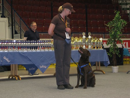 Austrian Retriever bei der Hundeaustellug IMG_7260