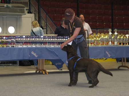 Austrian Retriever bei der Hundeaustellug IMG_7261