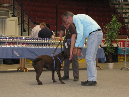 Austrian Retriever bei der Hundeaustellug IMG_7263