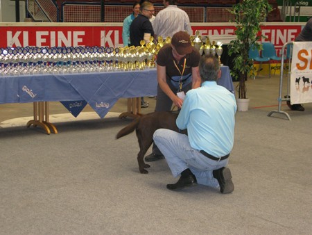 Austrian Retriever bei der Hundeaustellug IMG_7264