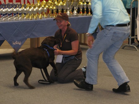 Austrian Retriever bei der Hundeaustellug IMG_7268