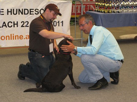 Austrian Retriever bei der Hundeaustellug IMG_7270