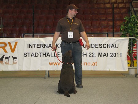 IAustrian Retriever bei der Hundeaustellug MG_7272