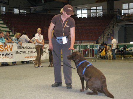 Austrian Retriever bei der Hundeaustellug IMG_7274