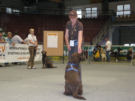 Austrian Retriever bei der Hundeaustellug IMG_7275