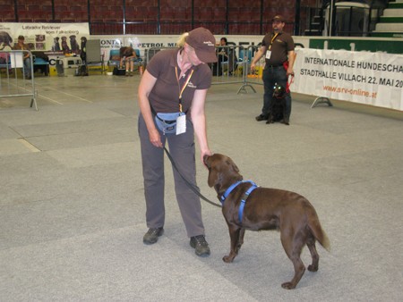 Austrian Retriever bei der Hundeaustellug IMG_7276