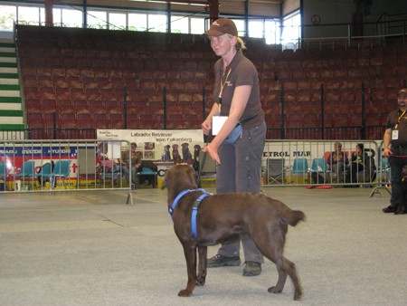 Austrian Retriever bei der Hundeaustellug IMG_7277